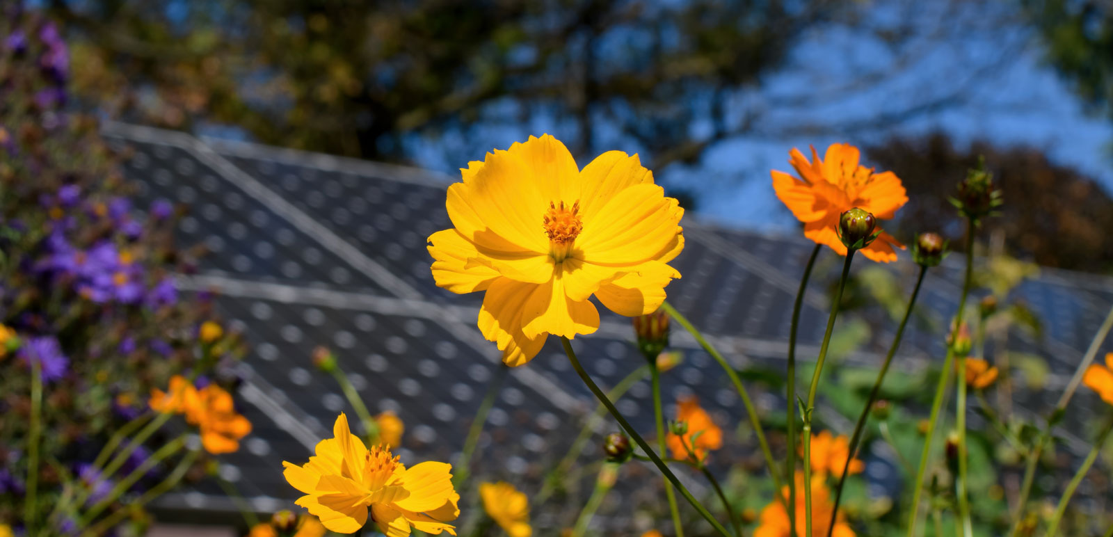 flowery meadow with solar panel