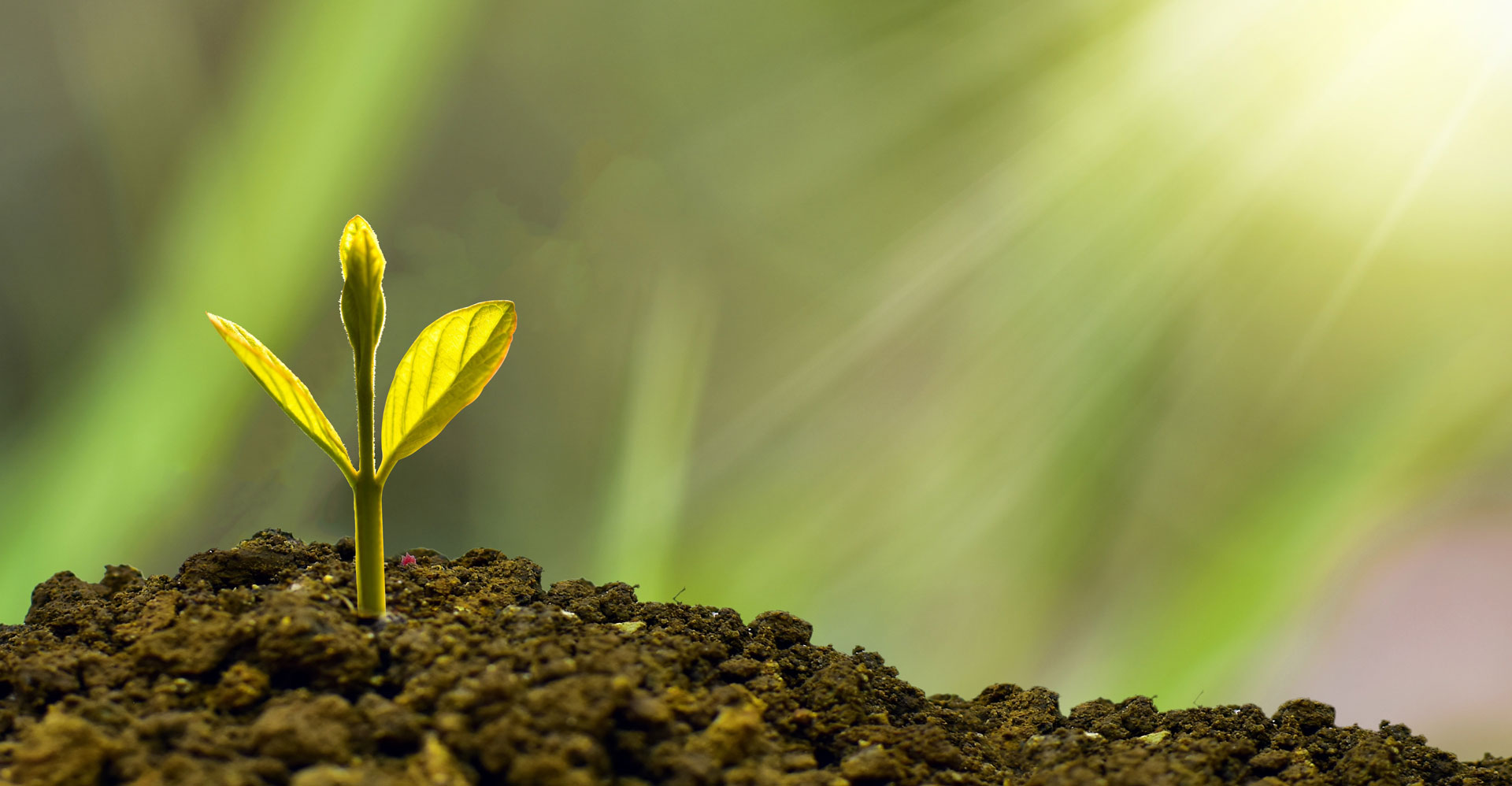 Seed growing in earth