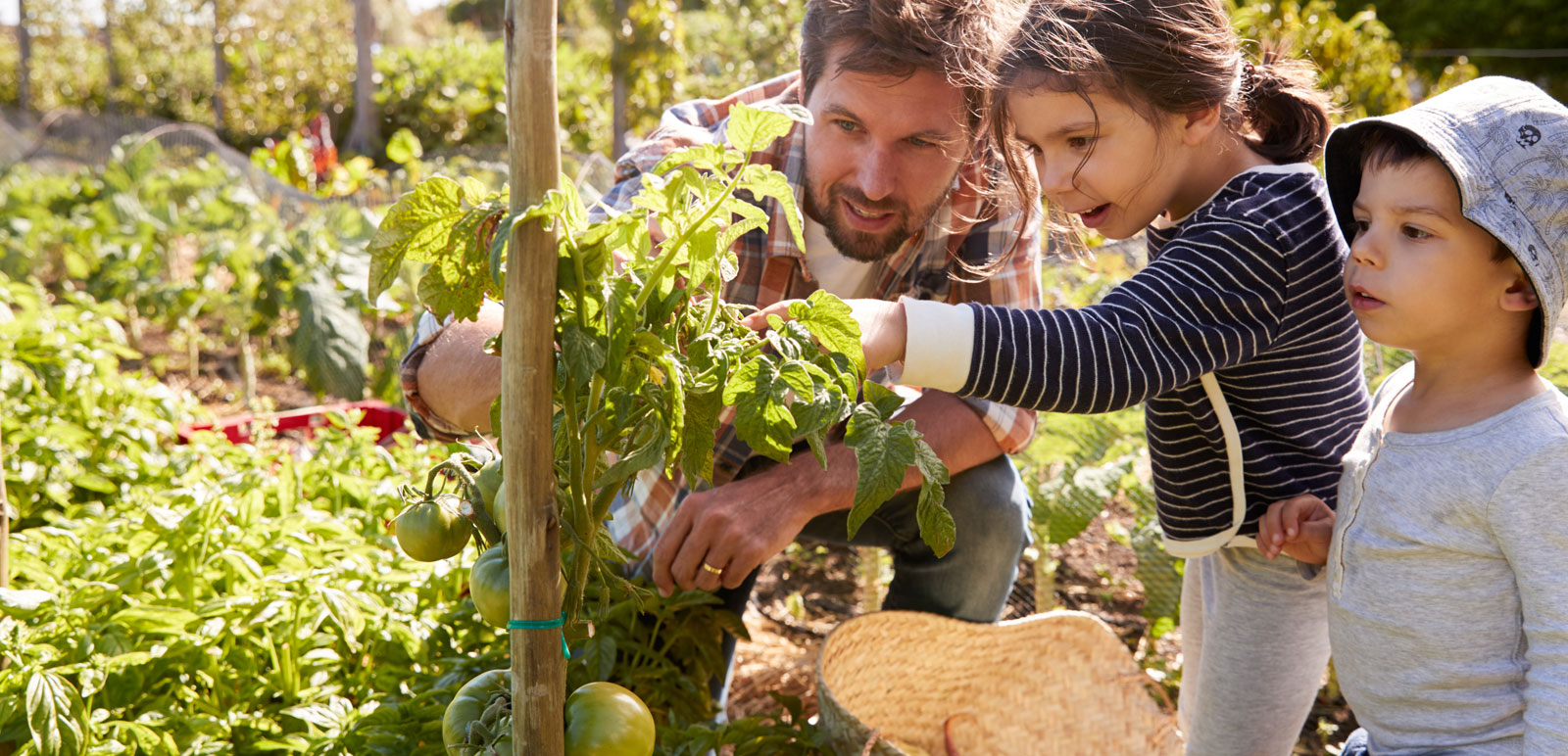 family growing tomatoes in garden