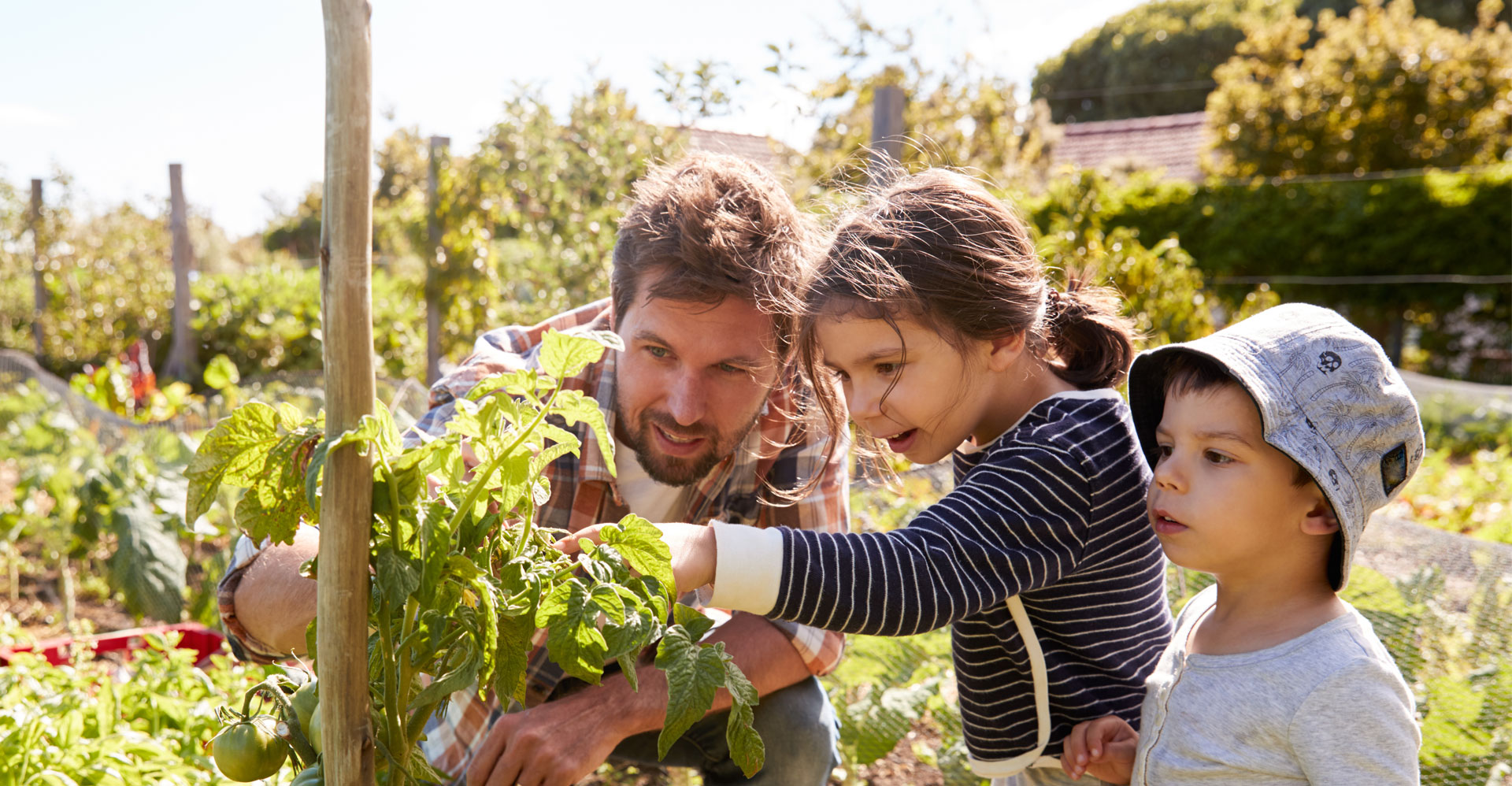 family growing veg in the garden