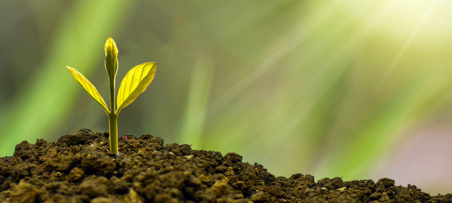 image of a seedling growing in the earth