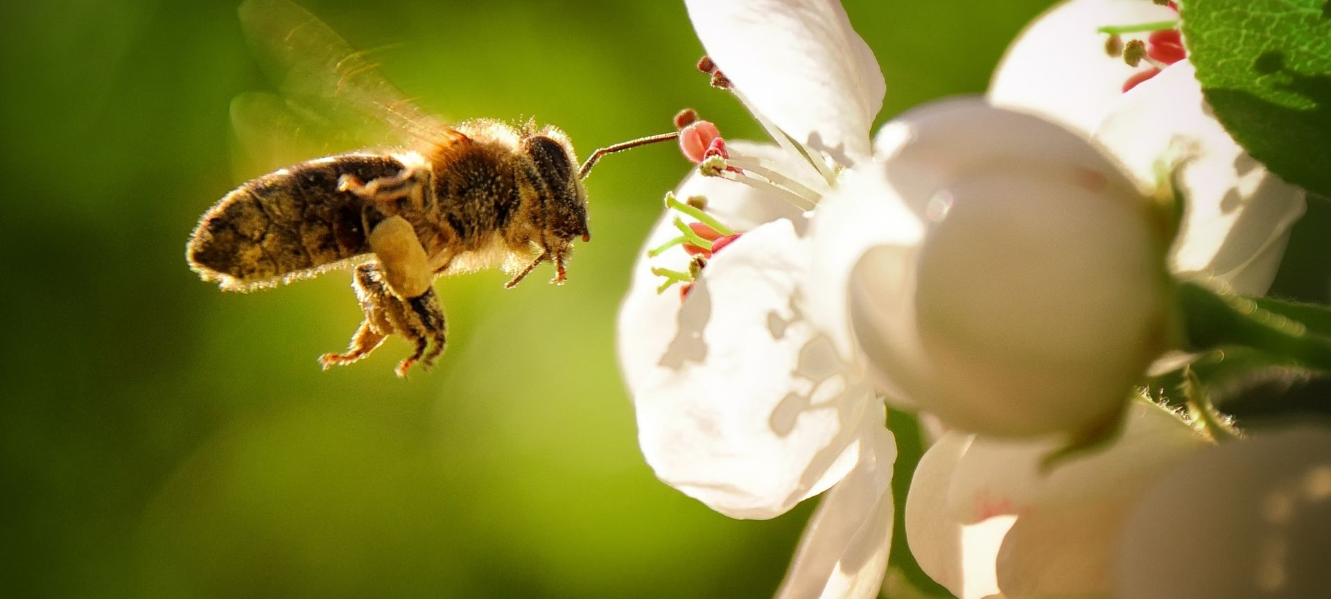 bee and the flower