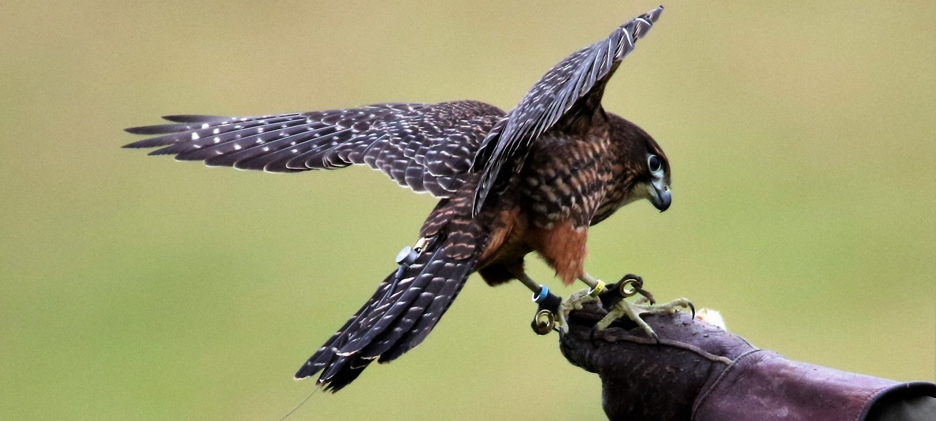 falcon landing on handlers glove