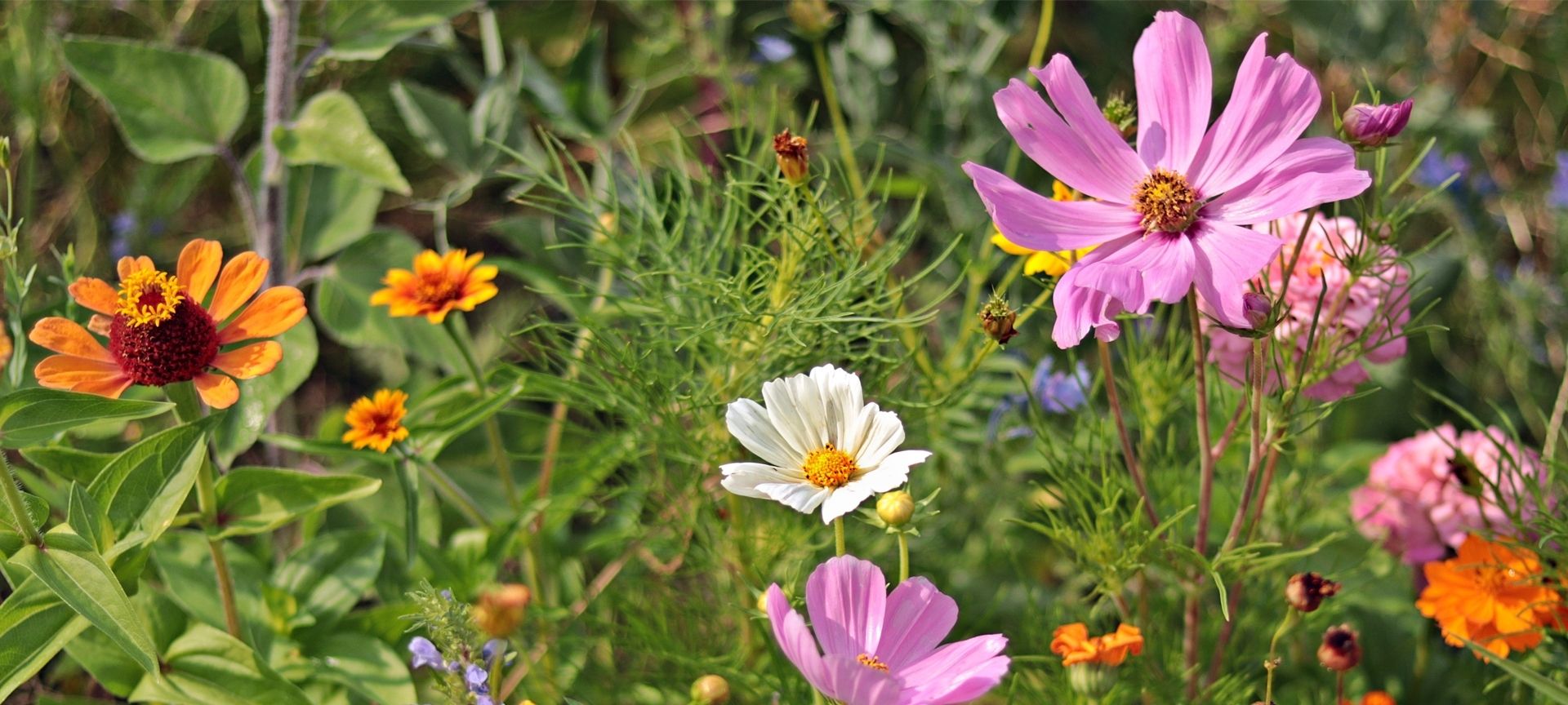 wild meadow flowers