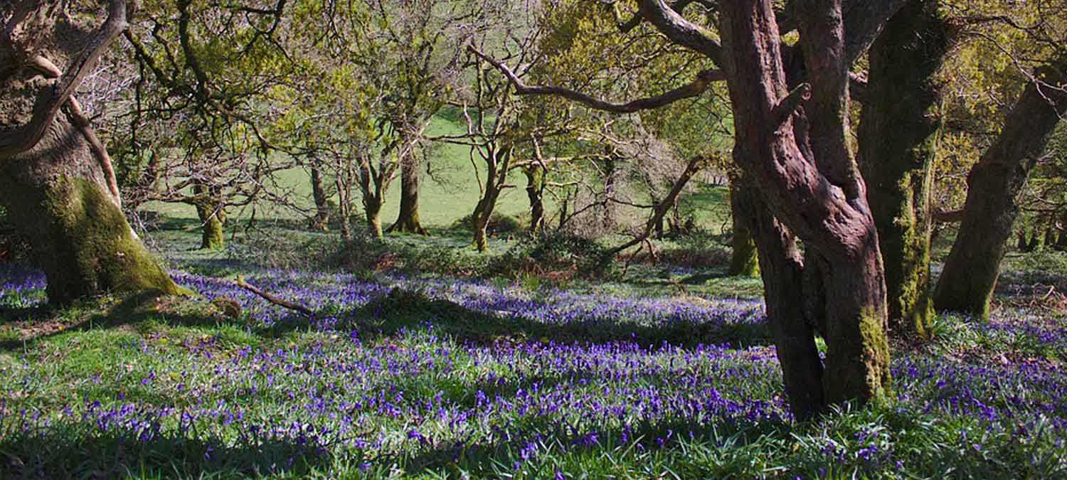 Contin bluebells