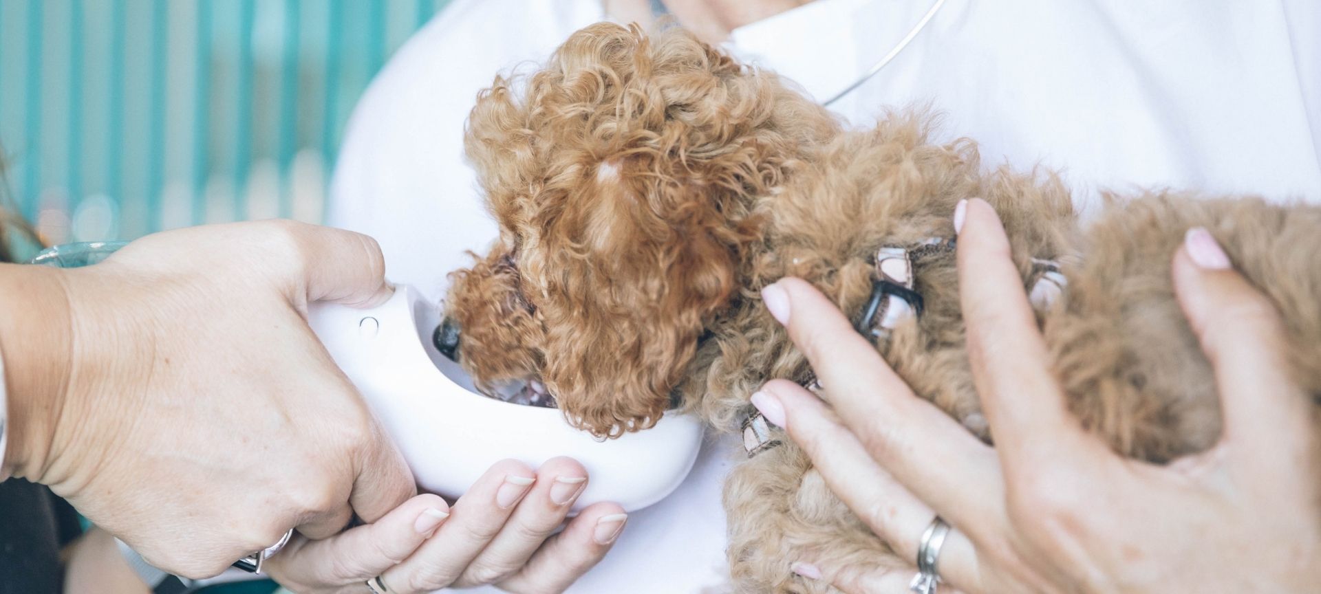 Dog being held while drinking from a portable water bottle