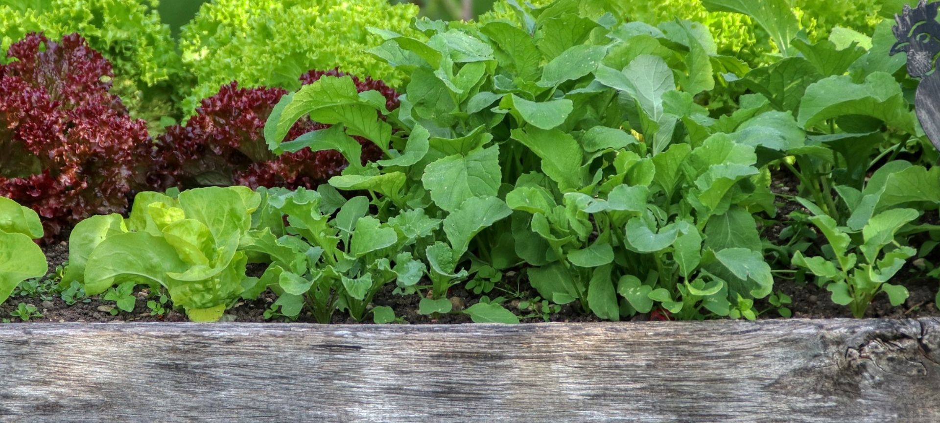 Raised vegetable bed