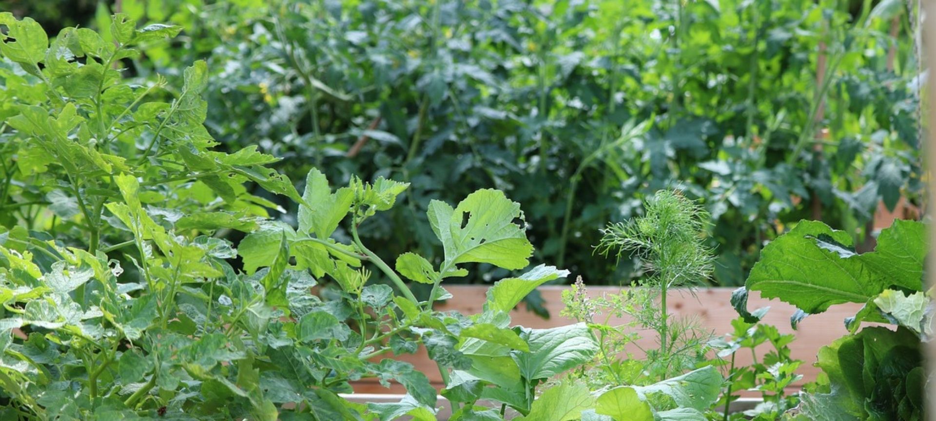 Raised vegetable bed