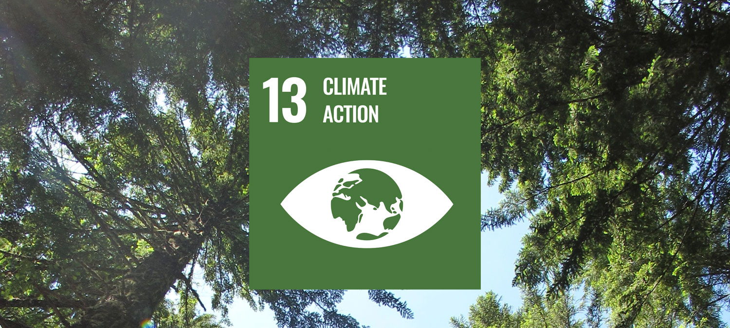 SDG 13 Logo on a photo of trees