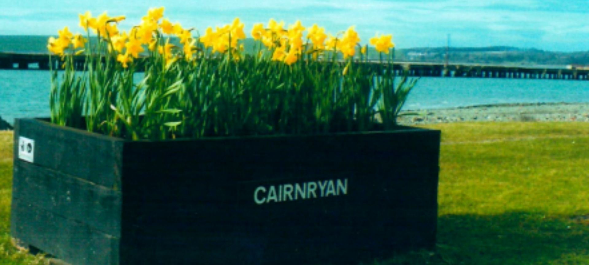 Planter with daffodils