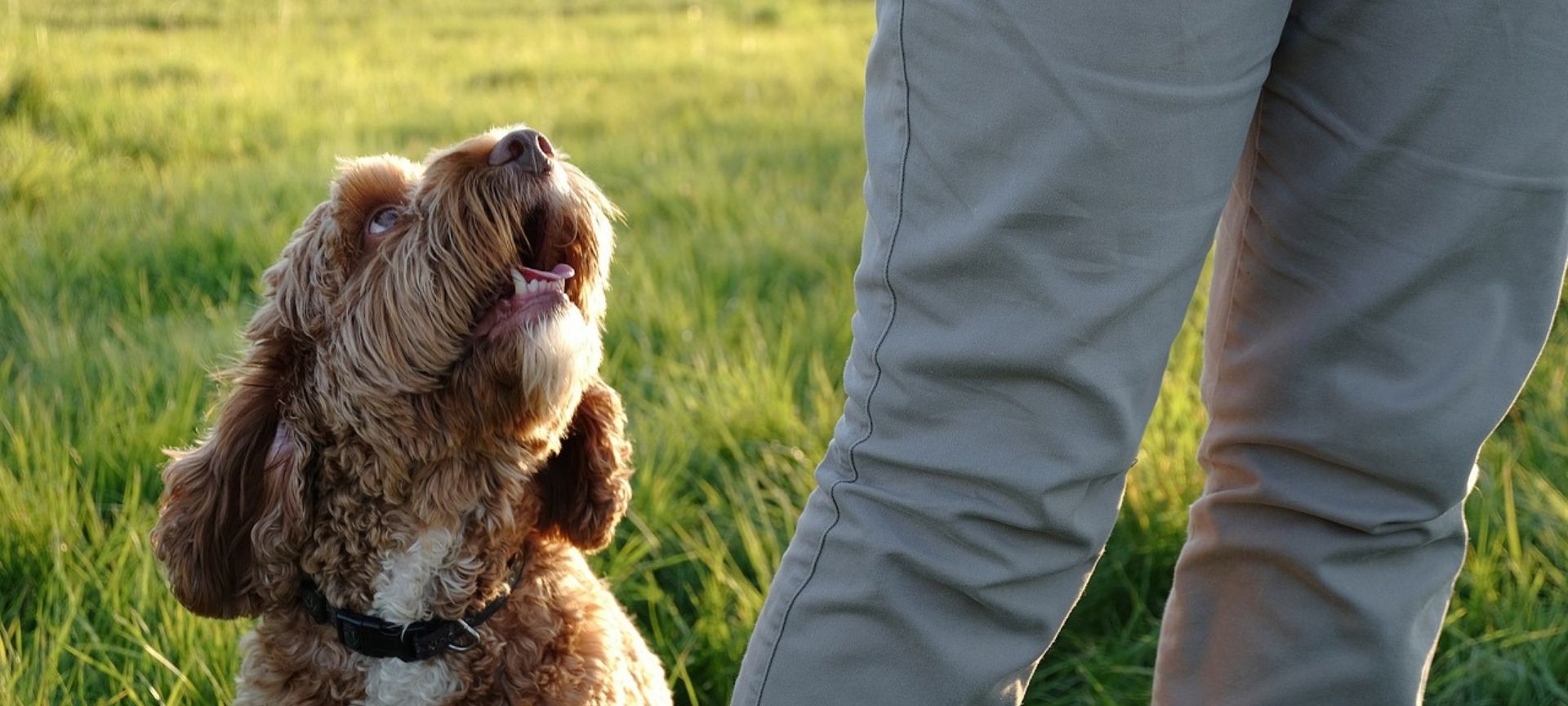 Dog and owner in field