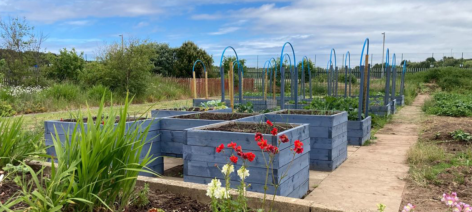 Raised flower and vegetable beds