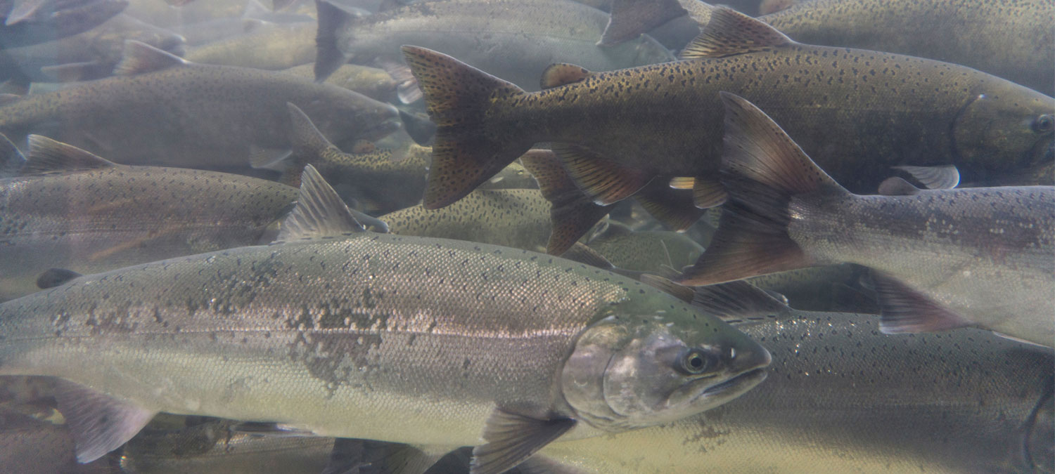 salmon swimming underwater