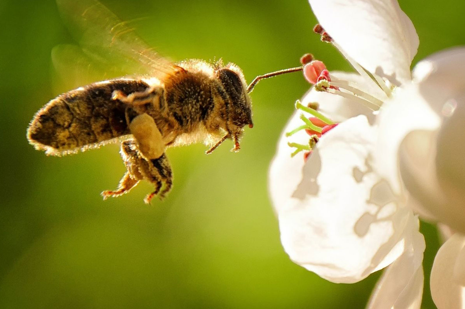 a bee on a flower