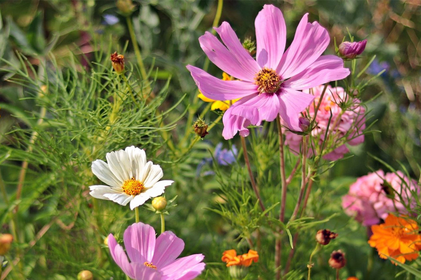 wild flowers in Caithness