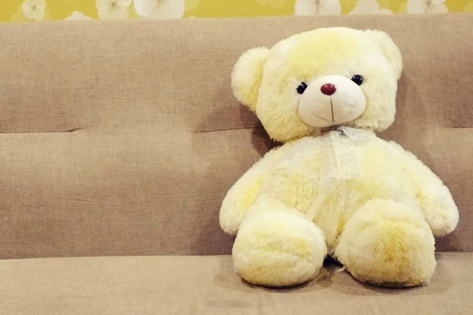 teddy on a sofa