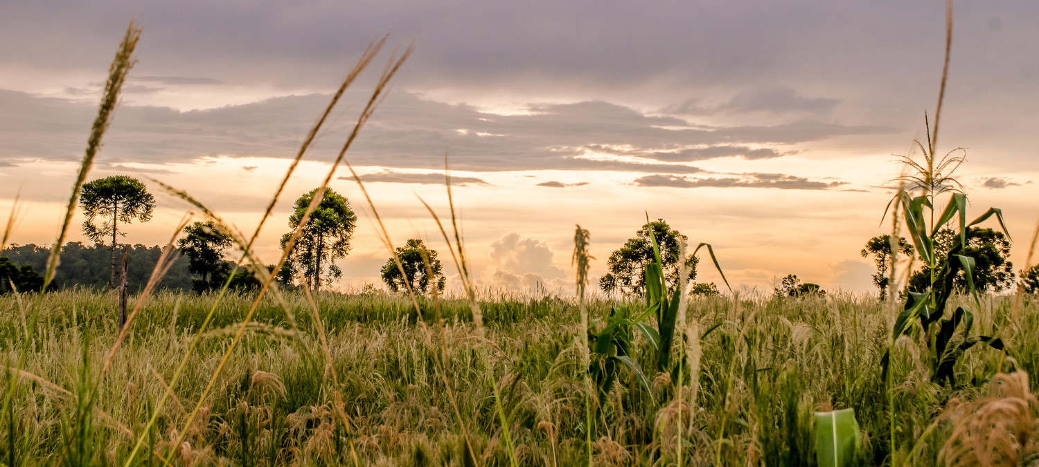 a field at sunset