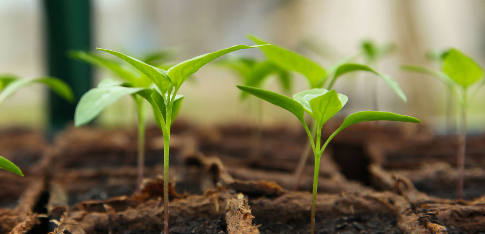 seedlings growing in compost