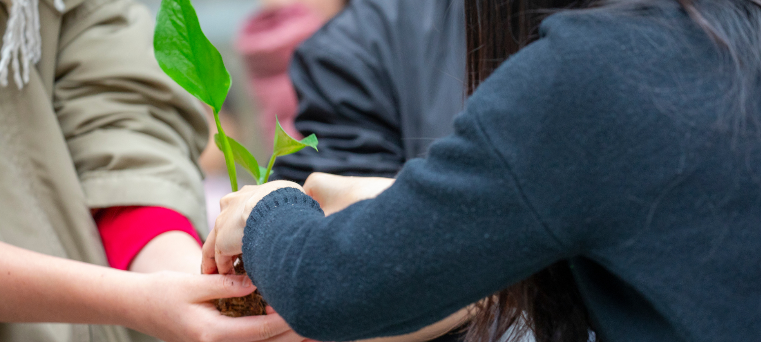 several hands hold a plant to be repotted