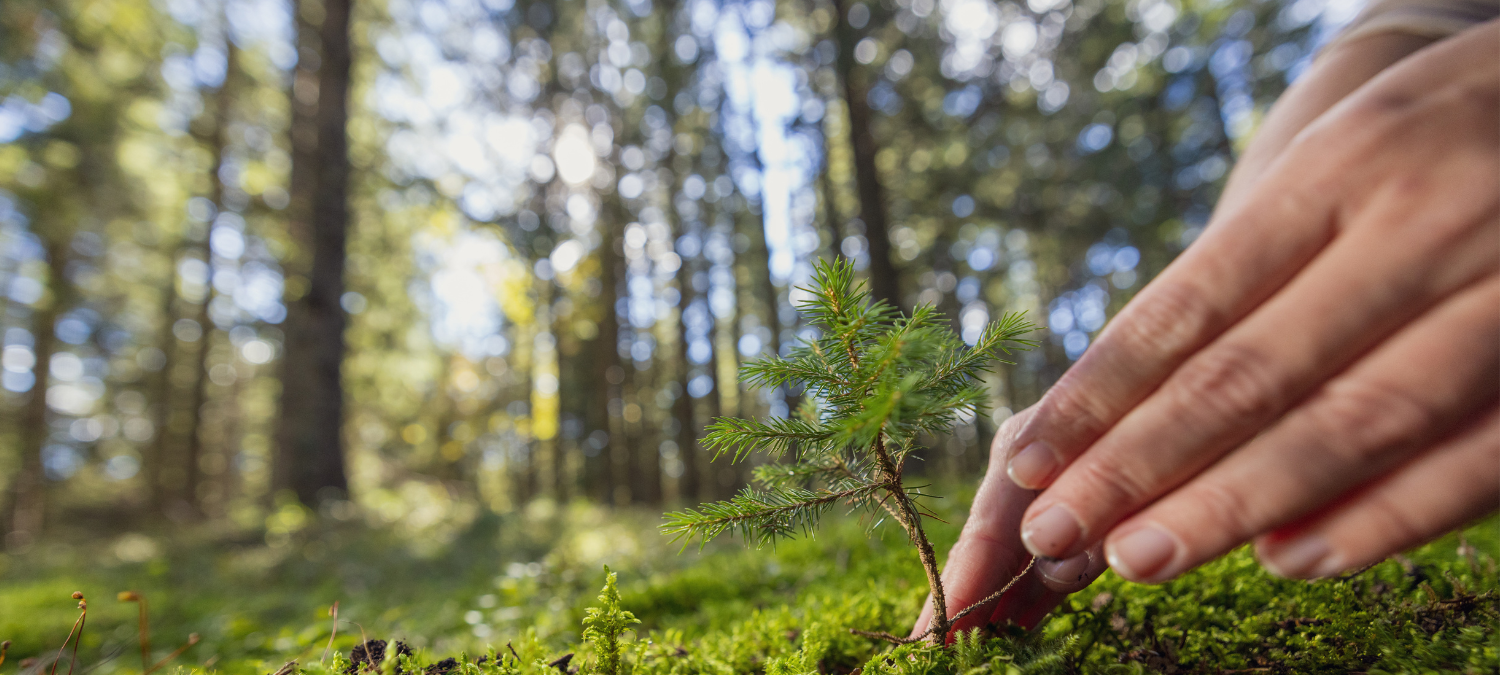 tree planting