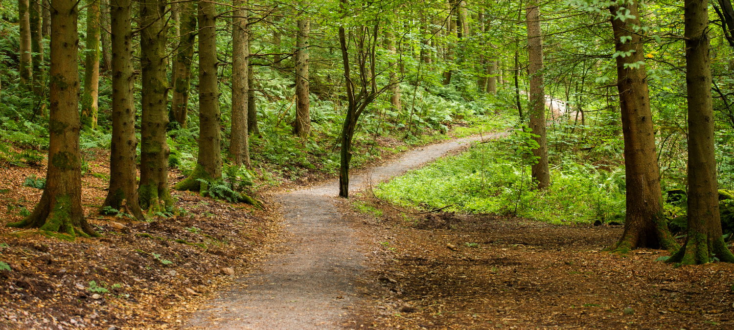 Woodland path