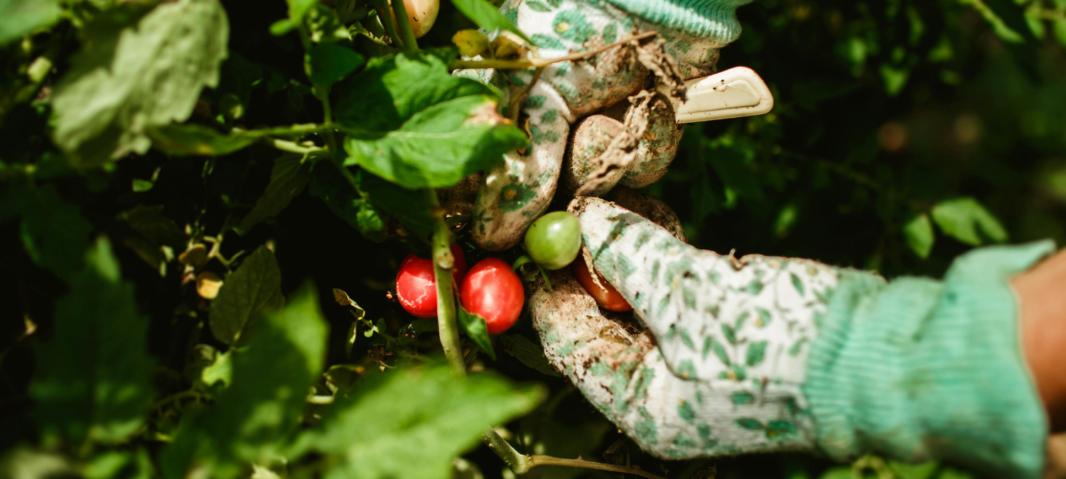 Growing climate action in Aberdeenshire