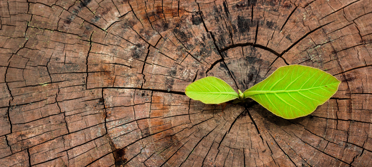 £300,00 funding boost for local food, nature and climate projects in Southwest Scotland 