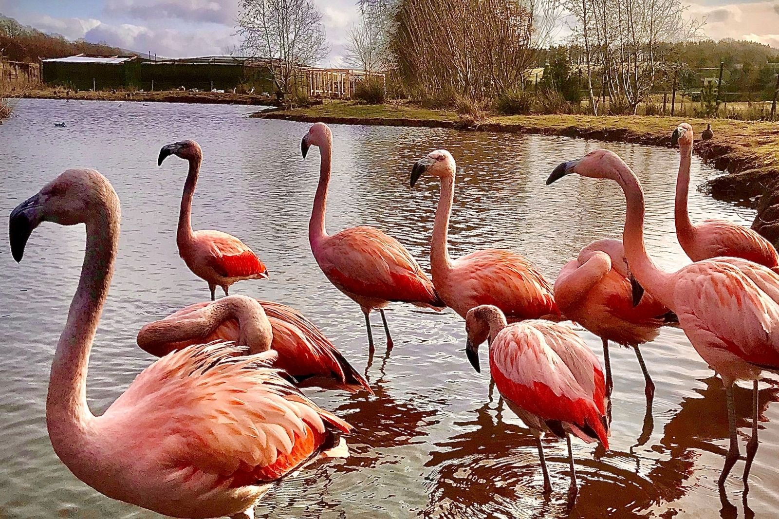 Flamingos at water