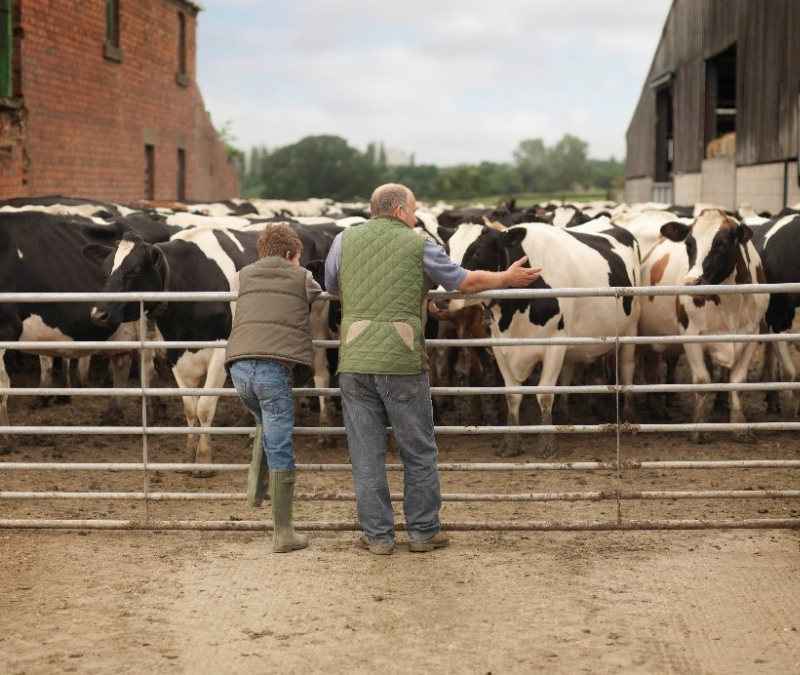 Farmers and their cows