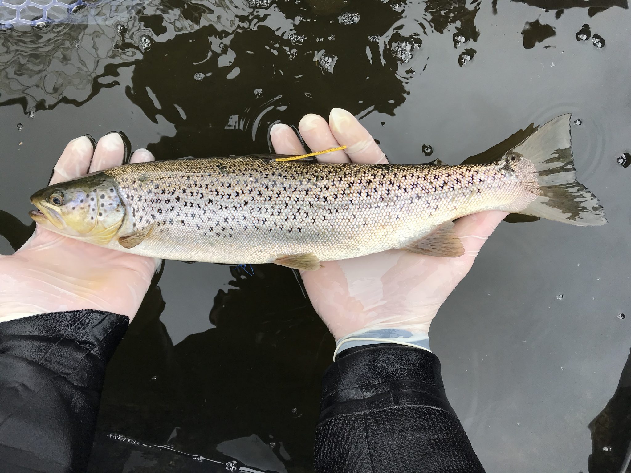 A salmon being held in two hands